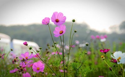 ​秋天开的花