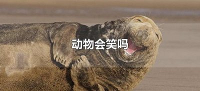​动物会笑吗（动物到底会不会笑）