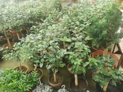 ​茶花用什么肥料好