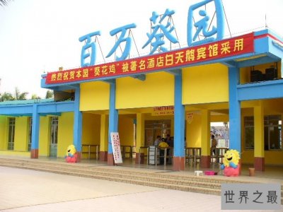 ​世界上最大的葵园