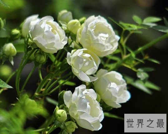 世界上最美的玫瑰花，种植2到3年后才会开花