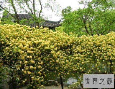 ​世界上最美的玫瑰花，种植2到3年后才会开花