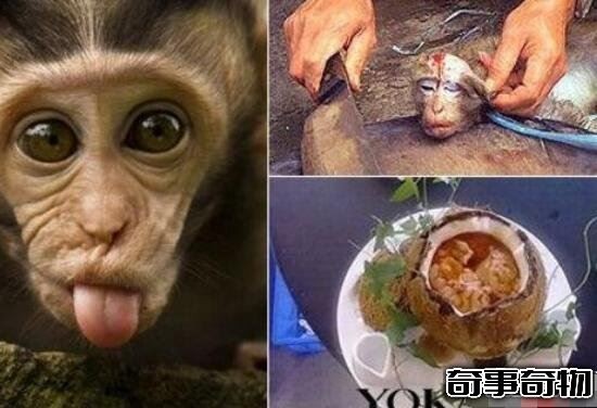 中国十大禁菜（猴头也是中国十大禁菜之一）(5)_