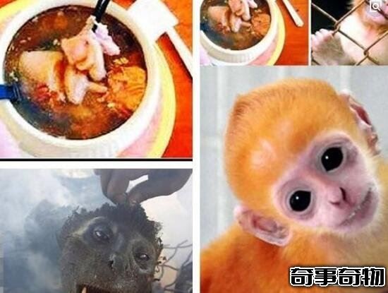 中国十大禁菜（猴头也是中国十大禁菜之一）(3)_