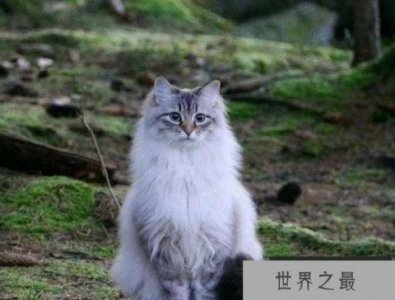 ​世界上最耐寒的猫，挪威森林猫可忍受零下16度
