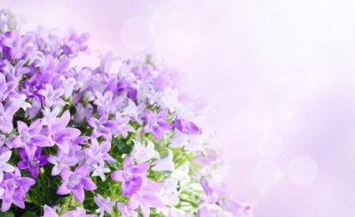 ​这样让鲜花更加鲜艳哦！