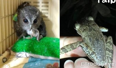 ​台北市动物园妙招清除外来物种“斑腿树蛙” 成猛禽美味大餐