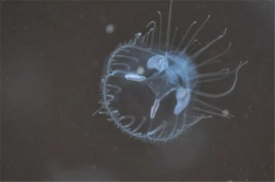 ​桃花水母：一种喜欢淡水的小型水母（相当干净清爽）