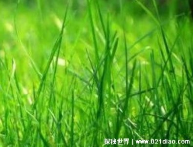 ​小草什么精神可以比作什么人，不惧艰险的精神(党员要有小草精神)