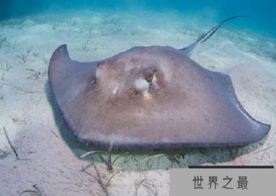​世界上最大的淡水鱼，巨型黄貂鱼重量达1吨