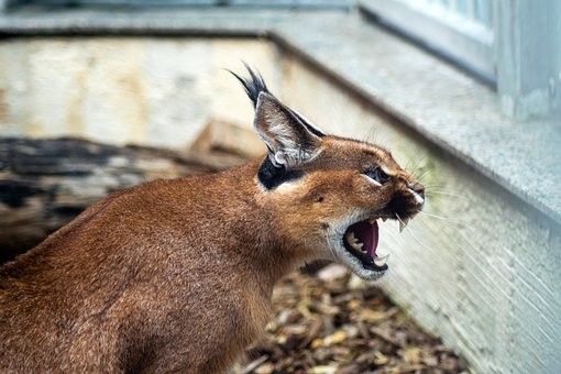 desert-lynx-2603462__340.jpg