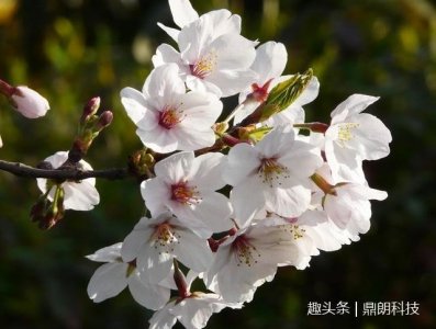 ​世界之大，原来还有这样的樱花，看完真的涨知识了！