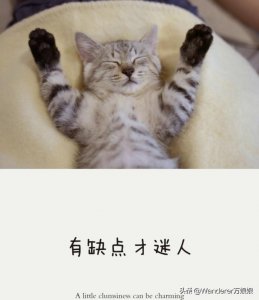 ​英语学习格言（猫咪带你学英语长智慧）