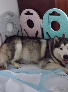 ​狗生完小狗应该吃什么（狗狗哺乳期间吃什么好）