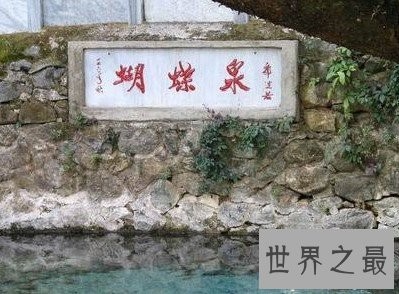 中国最美蝴蝶泉，成千上万的蝴蝶来赴会