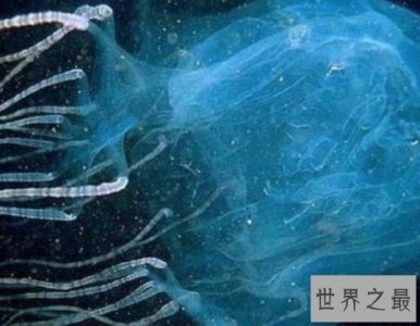 ​世界上最毒的生物箱水母，25年内毒死了大约60人