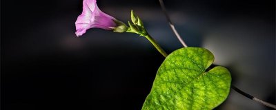 ​喇叭花的特点