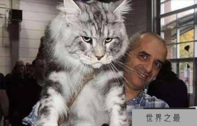 ​世界上最长的猫毛有多长 毛长25.68厘米(SophieSmith)