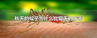 ​秋冬的蚊子为什么这么厉害 秋天的蚊子为什么比夏天的大