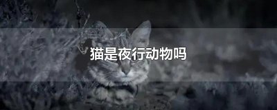 ​猫是夜行动物吗