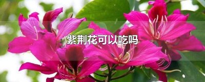 ​紫荆花可以吃吗