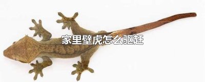 ​家里壁虎怎么驱赶