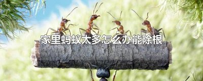 ​家里蚂蚁太多怎么办能除根