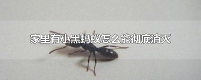 ​家里有小黑蚂蚁怎么能彻底消灭