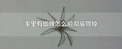 ​家里有蜘蛛怎么能彻底除掉