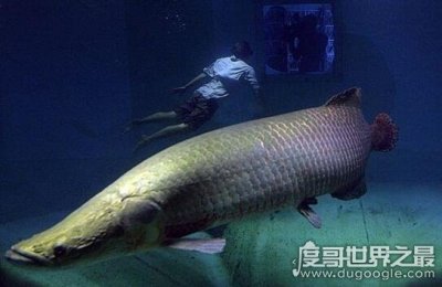 ​巨骨舌鱼体型巨大，泰国男子捕获460斤巨骨舌鱼