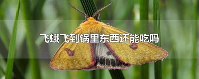 ​飞蛾飞到锅里东西还能吃吗