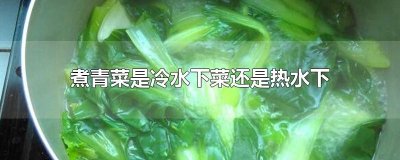 ​煮青菜是冷水下菜还是热水下