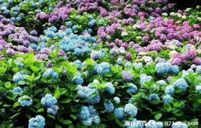 ​绣球花为什么又叫死人花，据说会招鬼(其实是一种十分吉祥的花)