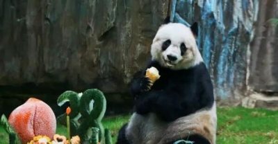 ​世界上最高寿熊猫：大熊猫佳佳活了38岁