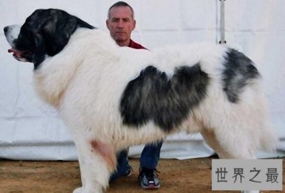 ​世界十大大型犬排名，马士提夫犬站起来比人还高