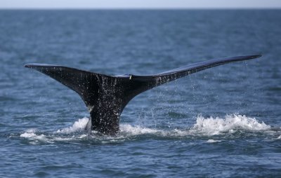 ​美国国家海洋暨大气管理局（NOAA）：北大西洋露脊鲸全球仅存366头