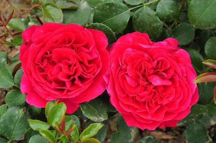 最“薄情”的三大生肖,铁石心肠,变心是常有的事