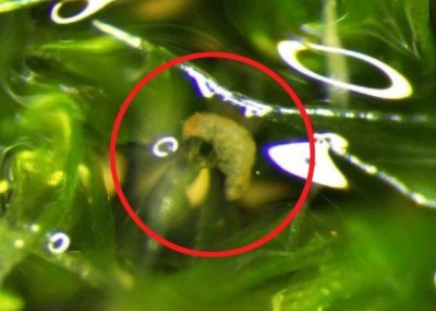 ​《科学报告》杂志：水熊虫会利用蜗牛湿黏的身体搭顺风车带自己迁移到较远的地