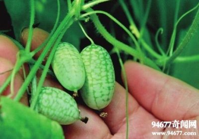 ​世界上最小的西瓜，拇指西瓜佩普基诺仅长3厘米