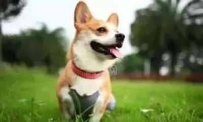 ​狗市狼青犬，狼犬狼青