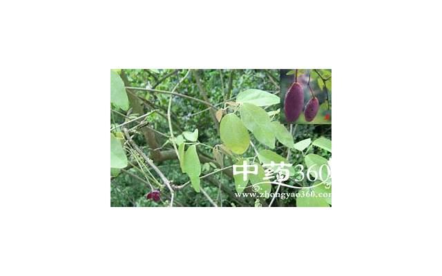 地龙的功效与作用及食用方法（干地龙的功效与作用及食用方法）