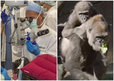 ​美国加州圣迭戈动物园大猩猩接受白内障手术治疗