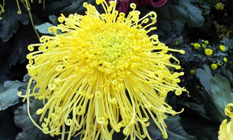 菊花有多少种颜色