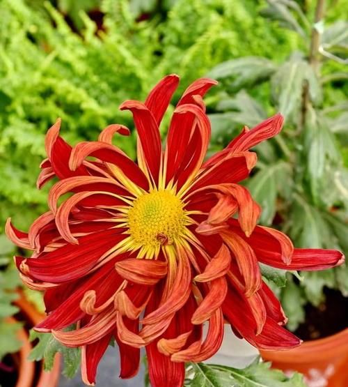 菊花有几种颜色最漂亮