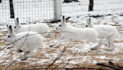 ​雪兔冬季的毛色特征-雪兔的外观