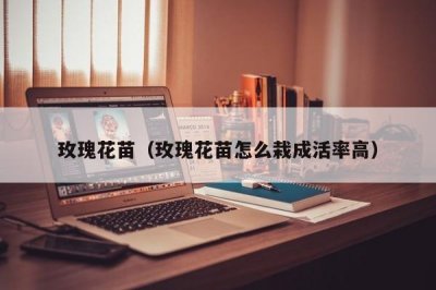 ​玫瑰花苗（玫瑰花苗怎么栽成活率高）
