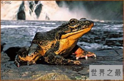 ​非洲巨蛙长什么样子 人类大肆捕杀即将面临灭绝