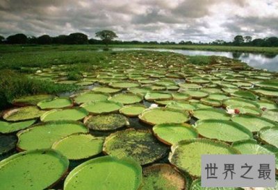 ​世界上最大的沼泽地，面积高达2500万公顷