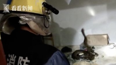 ​广东省韶关市翁源县男子到农舍发现3公尺长巨蟒在他床上 还散布着20颗蛇蛋
