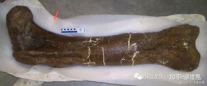 霸王龙的外形特点(霸王龙是什么时期的)